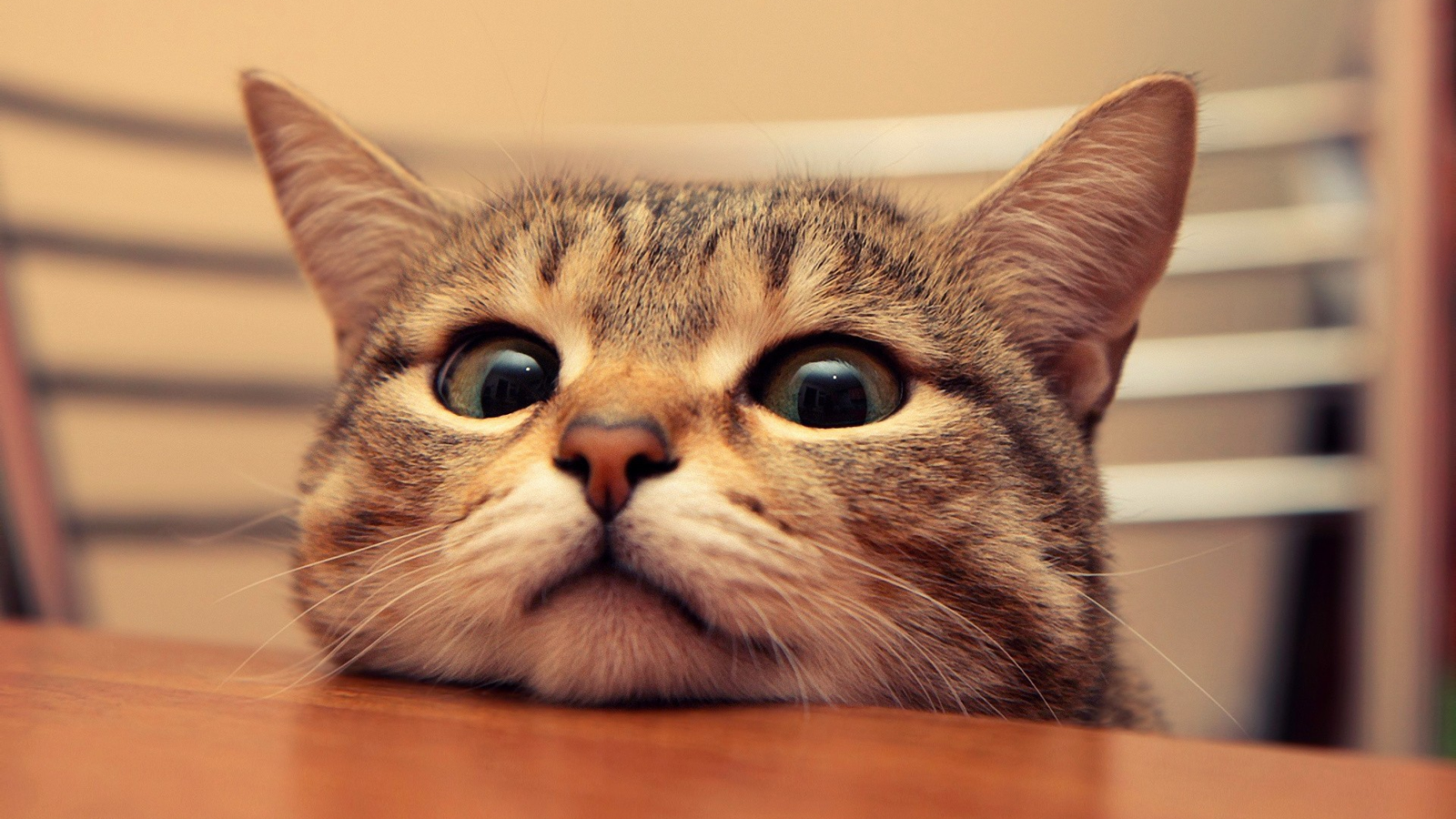Amazing Pet Products Category That Nobody Talks About In 2026
